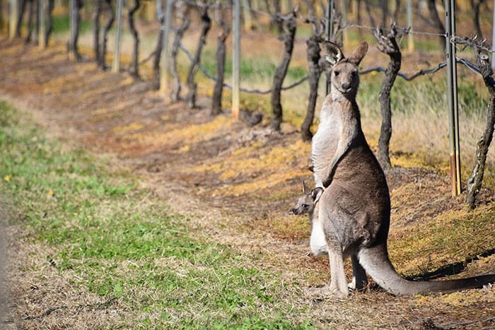 Canguro en Australia con su cría